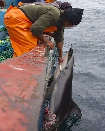 Fisherman haul up harpooned dolphin, Photo Source: Daily Mail UK