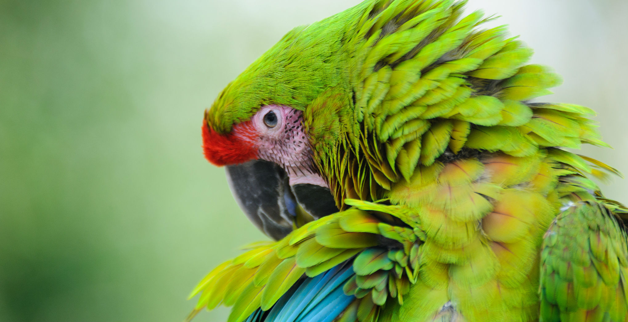 Green is great. Great Green Macaw. Зеленый ара. Цвет зеленой ары. Малый солдатский ара.