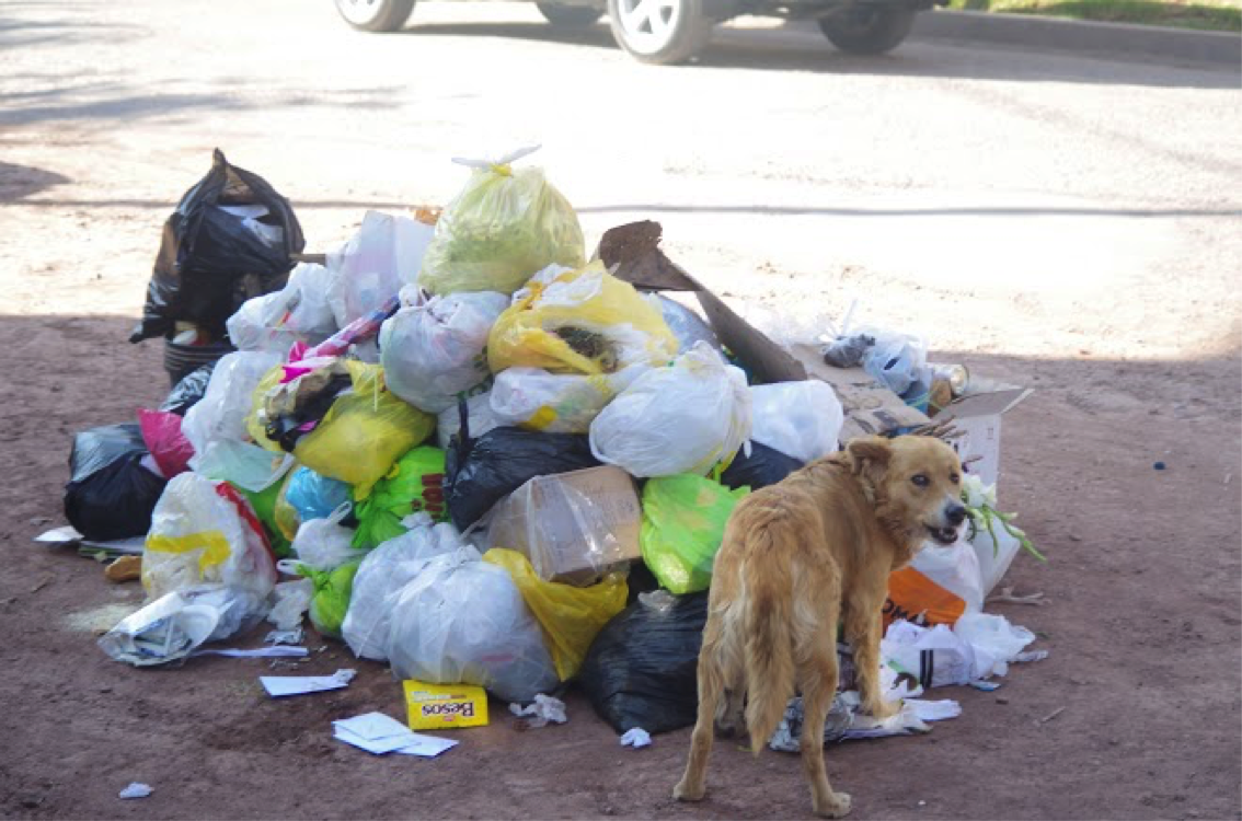 trash and dog